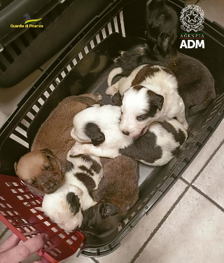 Ancona - Finanza salva 30 cani trasportati illegalmente: 30 erano cuccioli